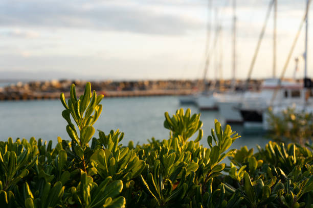 Barche nel porto di Marina di Cecina