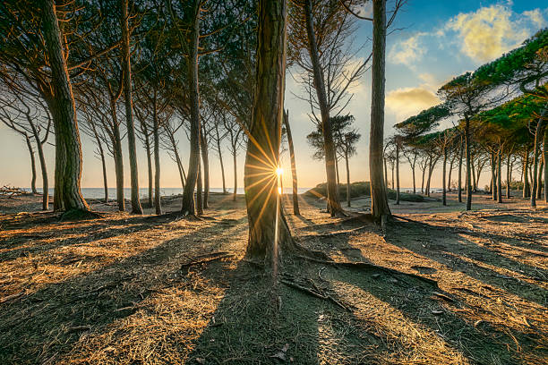 Pineta nei pressi di San Pietro in Palazzi