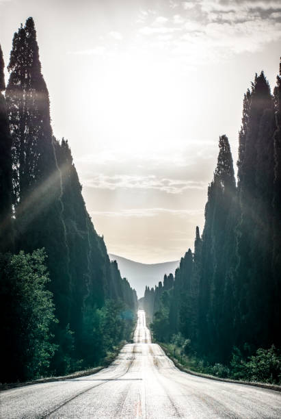 Veduta aerea del Viale dei Cipressi tra i campi