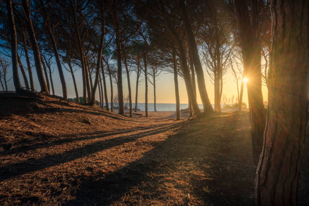 Bosco di pini sulla spiaggia di Marina di Cecina